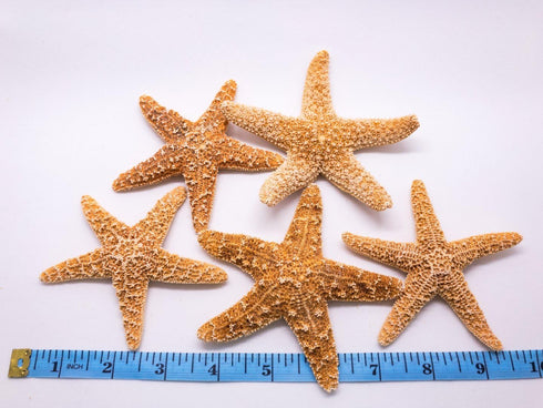 Nautical Crush Trading Real Starfish - 5 Large Brown Sugar Starfish (4-5in) - Starfish for Crafts - Star Fish Shells Decorations - Starfish Decor ...