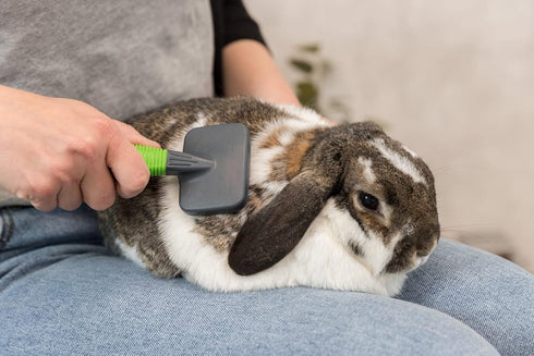 TRIXIE Pet Grooming Soft Brush & Comb Set for Puppies, Kittens, and Small Animals...