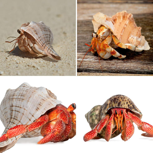 6pcs Natural Hermit Crab Shells,Opening 0.5''-1.5''Hermit Crab Shells,Natural Decoration Hermit Crab Supplies,Growth Turbo Seashells...