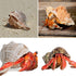 6pcs Natural Hermit Crab Shells,Opening 0.5''-1.5''Hermit Crab Shells,Natural Decoration Hermit Crab Supplies,Growth Turbo Seashells...