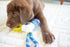 JW Pet Connects 3-in-1 Teething Chew Toy for Puppies...