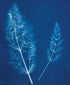 Jacquard Cyanotype Sensitizer Set...
