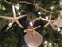 Tumbler Home Sand Dollars and Starfish for Crafts, 3 Real Starfish (4"-6") and 3 Sand Dollars (3"-3.5") in Bulk...