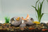 AQUA KT Aquarium Landscape Cichlid Stone Fish Hideout Rock Betta Cave Double Cave Design Dinosaur Eggs Shape Recommended for Fish Tank Decoration...