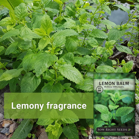 Sow Right Seeds - Lemon Balm Seeds for Planting - Non-GMO Heirloom Packet with Instructions - Easy to Grow Herb Garden - Aromatic Herb and Great f...