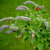 CHUXAY GARDEN Anise Hyssop Seed 50 Seeds Agastache Foeniculum Lavender Hyssop Plant Attract Butterflies and Bees Perennial Herb Plants Makes Great...