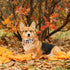 ADOGGYGO Fall Dog Collar, Thanksgiving Dog Collars Adjustable Soft Fall Leaves Thanksgiving Collars for Small Medium Large Dogs (Medium, Fall)...