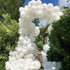 KOMOREBI White Balloons 12 Inch 100pcs Plain White Balloons White Latex Balloons for Birthday Engagement Wedding Baby shower Anniversary Party Dec...