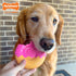 Nylabone Power Chew Donut Dog Chew Toy - Fun & Cute Dog Toys for Aggressive Chewers, Durable Dog Toys, Bacon Glazed Flavor, Large/Giant (1 Count)...