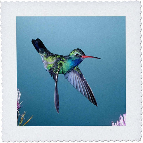 3dRose Male Broadbill Hummingbird - Na02 Dno0617 - David Northcott - Quilt Square, 8 by 8-Inch (qs_84010_3)...
