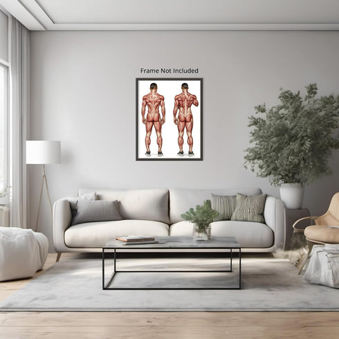 Posterizer 1 pcs-anatomical illustration of the human muscular system 1-Teachers & Classrooms-Abstract & Modern Art-School and classroom art- unfr...