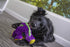 goDog Dinos Bruto Squeaky Plush Dog Toy, Chew Guard Technology - Purple, Large...