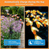 Solar Bee Lights - New Upgraded 4 Pack 40 LEDs Solar Garden Outdoor Decorations Lights, Solar Firefly Lights Waterproof, Solar Swaying Garden Ligh...