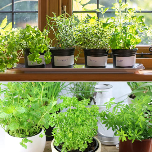 Organic Potting Soil Mix for All Indoor & Outdoor Small Containers Including Herbs, Vegetables, and Flowers 1 qt...