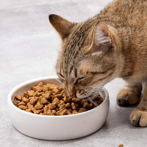 Ceramic Pet Bowl for Cats,Classic Ceramic Cat Dish Dog Bowls for Food and Water,12 Liquid Ounce...