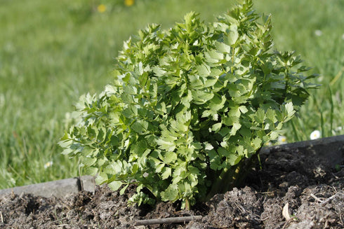 Health Embassy Lovage Leaf | Levisticum Officinale L | 100% Natural (50g)...