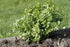 Health Embassy Lovage Leaf | Levisticum Officinale L | 100% Natural (50g)...