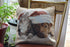 Tache 2 Piece Christmas Companions Cat Dog Holiday Festive Throw Pillow Cushion Covers...