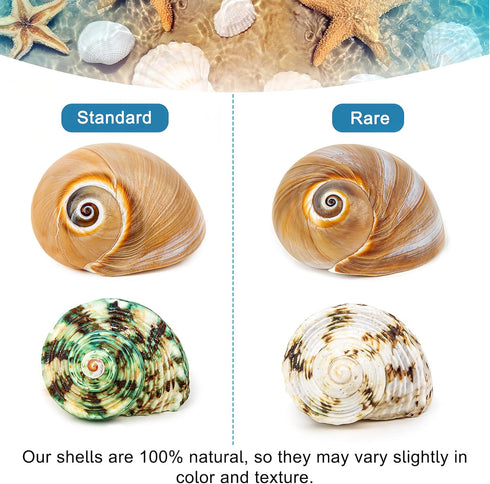 5PCS Hermit Crab Shells | Natural Sea Conch Size 2.1" - 2.8", Opening Size 0.9" - 1.5" | Medium Large Turbo Seashells for Hermit Crab Supplies and...