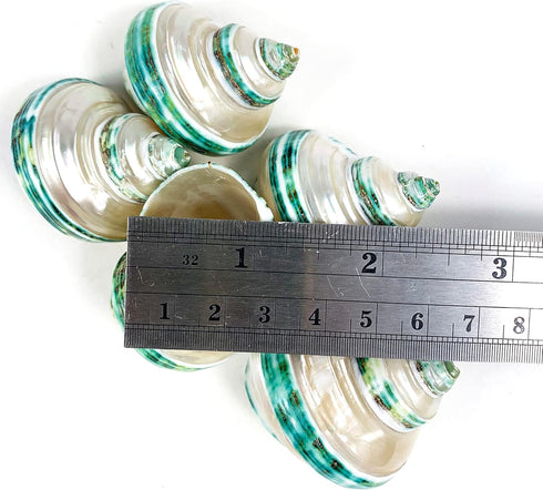 5PC Green Turbo Banded Shells,Hermit Crab Shell &Turbo Shells Hermit Crab Supplies for Decor 1.5"~ 2" Inch...