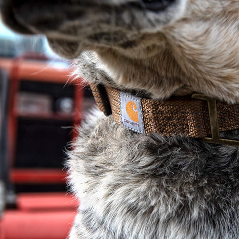 Carhartt Dog Collar Brown/Brushed Brass Large...