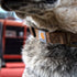 Carhartt Dog Collar Brown/Brushed Brass Large...