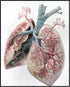 Posterizer 1 pcs-detailed anatomical illustration of the human lungs 3-Teachers & Classrooms-Abstract & Modern Art-School and classroom art- unfra...