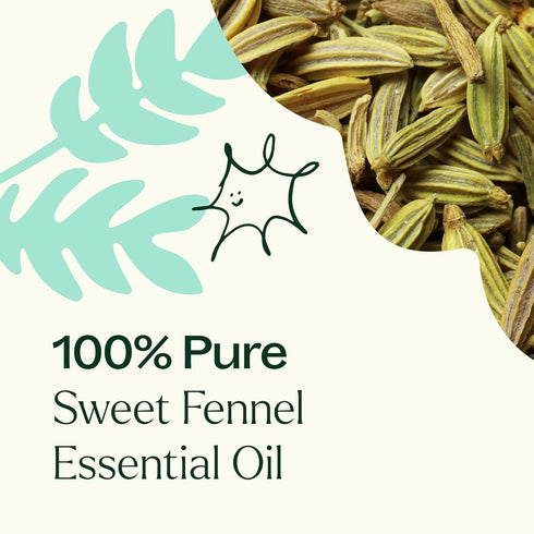 Plant Therapy Sweet Fennel Essential Oil 10 mL (1/3 oz) 100% Pure, Undiluted, Therapeutic Grade...