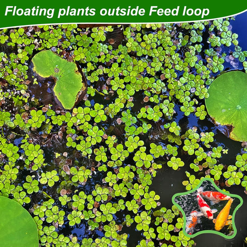 5pcs Aquarium Floating Plant Rings, Star-Shaped Fish Feeding Rings Foam Fish Tank Plant Corral Duckweed Isolation Circle Keep Plants in Place (Gre...