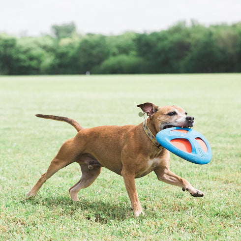 ChuckIt! Fetch Flight Dog Toy...