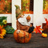 Topadorn Fall Garden Gnome Figurine Sitting on Pumpkin Statue Autumn Harvest Garden Gnomes Statue Figurine for Patio Yard Lawn Porch Decoration?Ha...