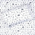 3-Piece Dog Sketch Bed Sheet Set for Boys & Kids - 1 Twin Flat and 1 Twin Fitted Sheet, Queen Pillowcase, Soft Brushed Microfiber Smooth Durable P...