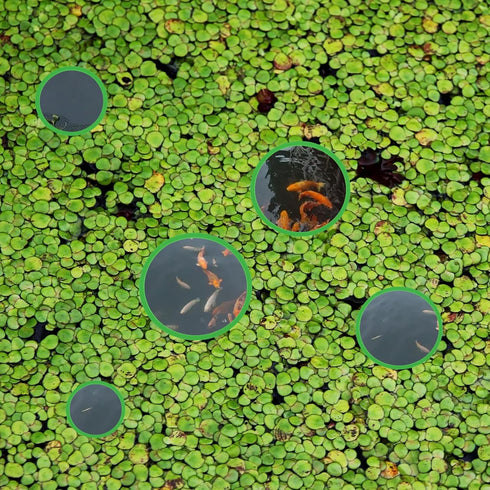 5pcs Aquarium Floating Plant Rings, Foam Floaters Plant Corral Fish Feeding Ring Aquarium Feeding Ring, for Intercepts Floating Plants(Green)...