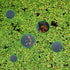 5pcs Aquarium Floating Plant Rings, Foam Floaters Plant Corral Fish Feeding Ring Aquarium Feeding Ring, for Intercepts Floating Plants(Green)...