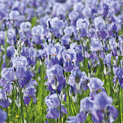 Weleda Hydrating Night Face Cream, 1 Fluid Ounce, Plant Rich Moisturizer with Iris Root, Calendula and Chamomile...