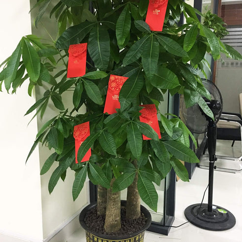 Honbay 10PCS Chinese Red Envelopes Lucky HongBao Money Pockets, 17.7x8.5cm/6.97x3.35inch - Congratulations and Prosperity (Blessing)...