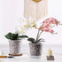 TRUEDAYS 4 Pack Orchid Pot with Saucers, 6 Inch Clear Orchid Pots with Holes, Plastic Planter with Trays, Breathable Slotted Orchids Planters for ...