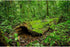 Forest Terrarium Background Huge Tropical Trees Reptile Habitat Background Rainforest Aquarium Background Fish Tank Backdrop Decors Forest Moss De...