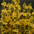 Plant Good Seed Organic Dense Flowered Mullein Seeds - Pack of 250, Heirloom Seeds for Planting Herbs, Flowers - Gardening Supplies, Wildflower, H...
