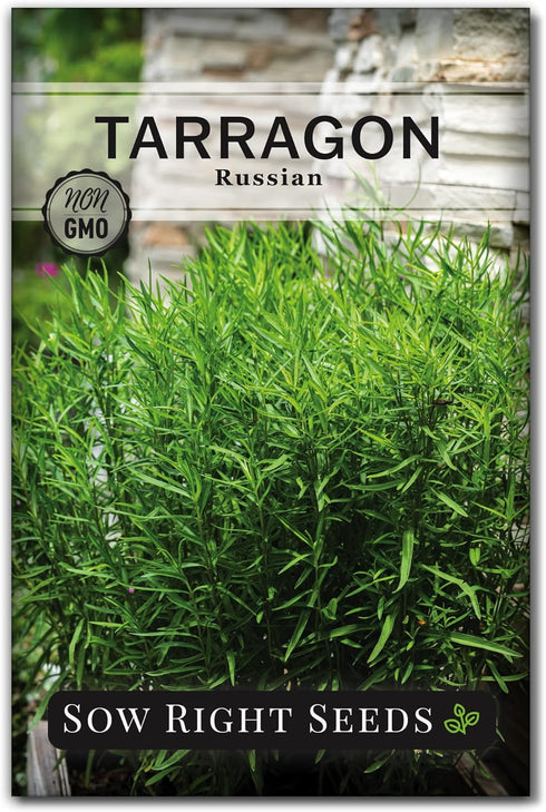 Sow Right Seeds - Russian Tarragon Seeds for Planting - Little Dragon - Non-GMO Heirloom Packet with Instructions for Planting a Beautiful Herb Ga...