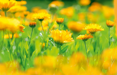 Weleda Calendula Toothpaste, 2.5 Ounce (Pack of 2)...