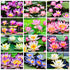 30 Mixed Miniature Water Lily & Lotus Seeds Vibrant Blooms for Bowls & Ponds Non-GMO, Indoor/Outdoor Water Garden in a Bowl or Pond...