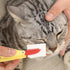 3PCS Pet Tear Marks Brush, Pet Tear Marks Brush Cat Dog Eye Excrement Brush, Soft Washable Pet Combing Brush with Handle, Tear Comb Tear Stain Rem...