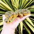 Safari Ltd. Green Anaconda Figurine - Detailed 6" Plastic Model Figure - Fun Educational Play Toy for Boys, Girls & Kids Ages 3+...