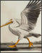Posterizer 1 pcs-White Pelican detailed art work 3-Art for Animal Lovers-Collectibles & Fine Art-Decor for Home & Office- unframed wall art...