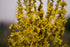 Plant Good Seed Organic Dense Flowered Mullein Seeds - Pack of 250, Heirloom Seeds for Planting Herbs, Flowers - Gardening Supplies, Wildflower, H...