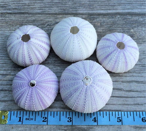Nautical Crush Trading Sea Urchins Shells for Air Plants - 5 Purple (1.5-2.5") Sea Urchin Shells - Hanging Air Plant Holder - Air Plants Live Hold...
