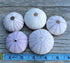 Nautical Crush Trading Sea Urchins Shells for Air Plants - 5 Purple (1.5-2.5") Sea Urchin Shells - Hanging Air Plant Holder - Air Plants Live Hold...