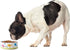 PetRageous 17011 Early Bird Stoneware Dishwasher Safe Cat Bowl with 2-Cup Capacity 5-Inch Diameter 2-Inch Tall for Small Cats or Large Cats, White...