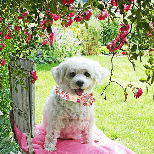 Elegant little tail Dog Collar with Flower, Floral Print Pet Collar Flower Dog Collar Summer Cute Dog Collar Adjustable Dog Collar for X-Large Dog...